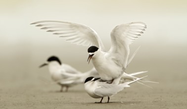 White-fronted Tern (Sterna striata) pair mating, Kaiapoi, South Island, New Zealand