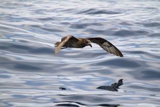 Providence Petrel (Pterodroma solandri) flying, New South Wales, Australia