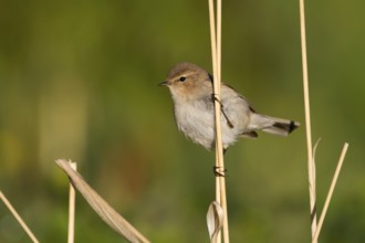 Siberian Chiffchaff - Taigazilpzalp - Phylloscopus tristis, Kazakhstan
