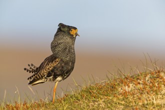 Kampfläufer, Ruff, Philomachus pugnax, Combattant varié, Chevalier combattant, Combatiente