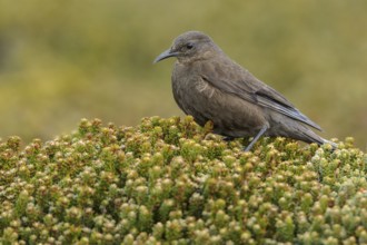 Blackish (Tussock Bird) Cincloides (Cinclodes antarcticus) on the ground in the Falkland Islands