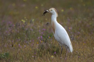 Western Cattle Egret (Bubulcus ibis) with frog in its beak, Castile-La Mancha, Spain