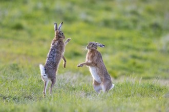 European hare (Lepus europaeus) Mating season Germany