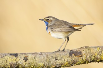 Bluethroat (Luscinia svecica cyanecula) ml Germany