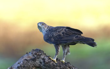 Bonelli's eagle (Aquila fasciata), on a rock, Andalusia Spain