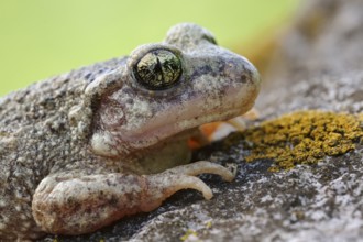 Midwife Toad (Alytes obstetricans) portrait, North Rhine-Westphalia, Germany