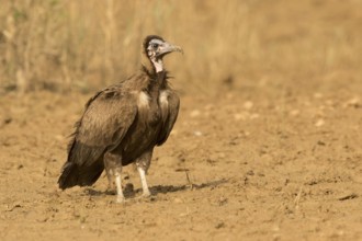 Hooded Vulture (Necrosyrtes monachus) juvenile, Gambia
