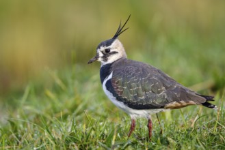 Northern Lapwing (Vanellus vanellus), Texel, Netherlands