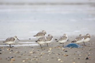 Sanderling (Calidris alba) group roosting at shoreline, Texel, Netherlands
