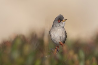 Balearic Warbler - Balearengrasmücke - Sylvia balearica, Mallorca, adult male