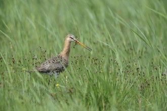 Black-tailed Godwit (Limosa limosa) with a worm in its beak, Lake Neusiedl, Austria