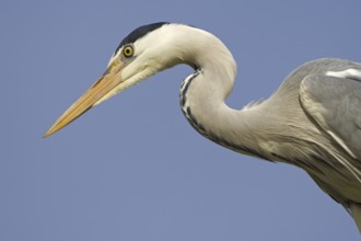 Grey Heron (Ardea cinerea), Texel, Netherlands