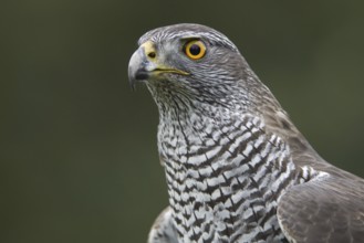 Northern Goshawk (Accipiter gentilis), Lower Saxony, Germany