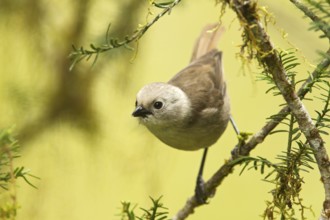 Whitehead (Mohoua albicilla), Pureora Forest Park, North Island, New Zealand