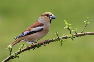 Hawfinch (Coccothraustes coccothraustes) female, Berlin, Germany