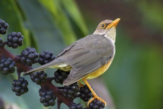 Island Thrush (Turdus poliocephalus erythropleurus), Christmas Island, Australia