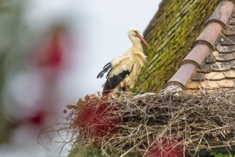 White stork (Ciconia ciconia) on the nest, birds, Affenberg Salem, Linzgau, Baden-Württemberg,