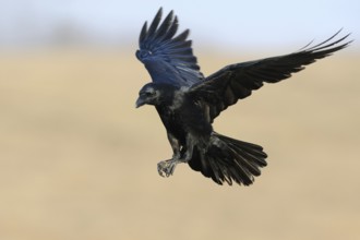 On approach... Raven (Corvus corax) in flight over open landscape, lateral frontal view, dynamic