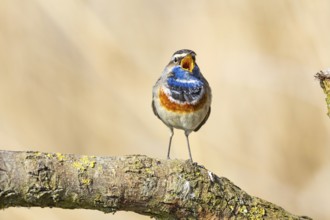 Bluethroat (Luscinia svecica cyanecula) ml Germany