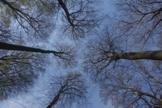 View into unleafy treetops, beech trees in spring invite you to dream, blue sky, Germany