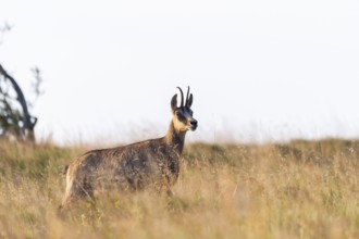 Chamois (Rupicapra rupicapra) on a meadow in the Vosges Mountains, wildlife, France