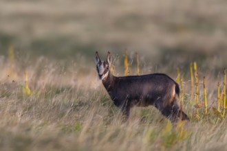 Chamois (Rupicapra rupicapra) mother with her youngster on a meadow in the Vosges Mountains,