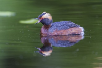 Ohrentaucher (Podiceps auritus) Slavonian Grebe