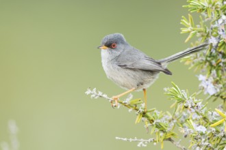 Balearic Warbler (Sylvia balearica) male, Mallorca, Spain