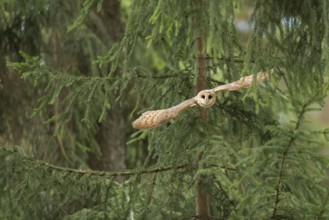 Western Barn Owl (Tyto alba) taking flight, North Rhine-Westphalia, Germany