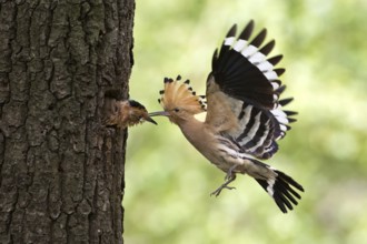 Eurasian Hoopoe (Upupa epops) feeding juvenile in breeding cavity, Saxony, Germany