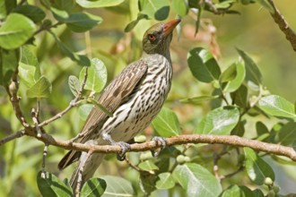 Olive-backed Oriole (Oriolus sagittatus), Western Australia, Australia