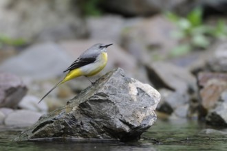 Grey Wagtail (Motacilla cinerea) male perched on a stone in water, North Rhine-Westphalia, Germany
