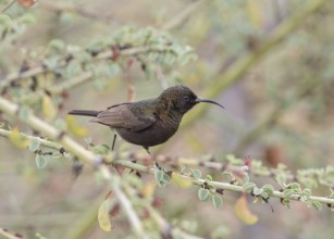 Dusky Sunbird (Cinnyris fuscus) perched on a branch, Namibia