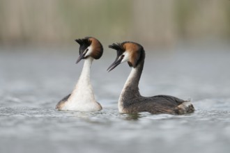 Love play... Great Crested Grebe (Podiceps Scalloped ribbonfish), tenderness and grace, courtship