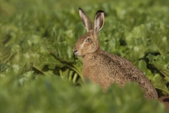Between turnips... European hare (Lepus europaeus) sitting in a beet field early in the morning in