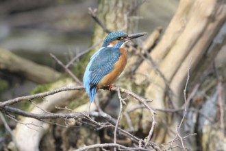 Kingfisher (Alcedo atthis) male, Allgäu, Bavaria, Germany, Allgäu, Bavaria, Germany