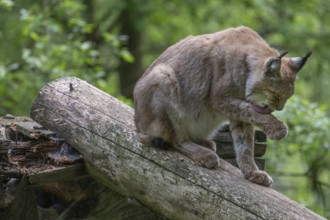 Eurasian lynx (Lynx lynx), wildlife park, Bavaria, Germany