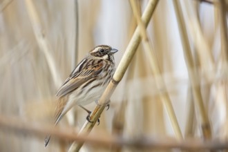 Reed bunting (Emberiza schoeniclus) wbl Germany