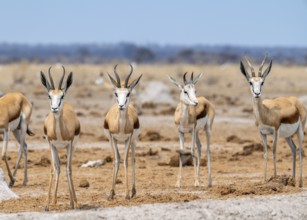 Springbok (Antidorcas marsupialis), four animals standing in a row, Nxai Pan National Park,