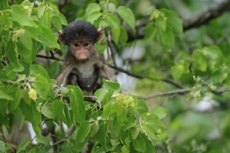 Bear baboon, chacma baboon (Papio ursinus), young, baby, sitting on tree, fragile, Kruger, Kruger