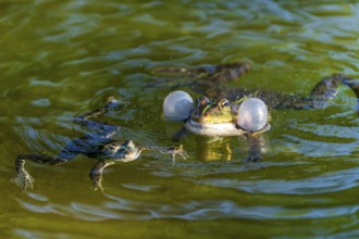 Water frog (Rana esculante), France