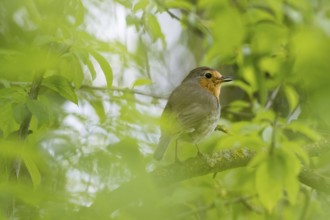 A robin (Erithacus rubecula) sitting on a branch amidst green foliage, Hesse, Germany