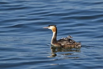 Great Crested Grebe (Podiceps Scalloped ribbonfish), with three chicks in plumage swimming in the