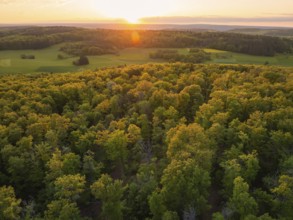 A wide forest area at sunset, the trees glow in autumnal colours, forest pasture project,