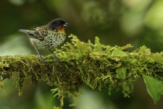 Rufous-throated Tanager (Tangara rufigula) perched on a branch in the Andes mountains of Colombia