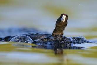 American Coot (Fulica americana), British Columbia, Canada