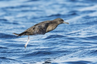 Sooty Shearwater (Ardenna grisea) flying, Eilat, Israel