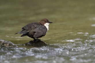 White-throated Dipper (Cinclus cinclus) foraging, North Rhine-Westphalia, Germany