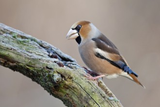 Hawfinch (Coccothraustes coccothraustes), Saxony-Anhalt, Germany