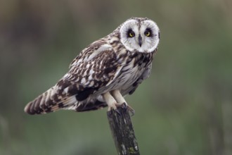Sumpfohreule; lat. Asio flammeus; auf Holzpfahl; bei starkem Wind nach einem Regenschauer;
